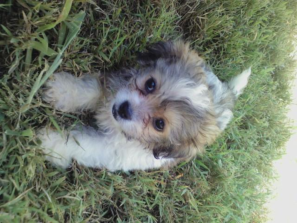 Small Teddy Bear Pup in