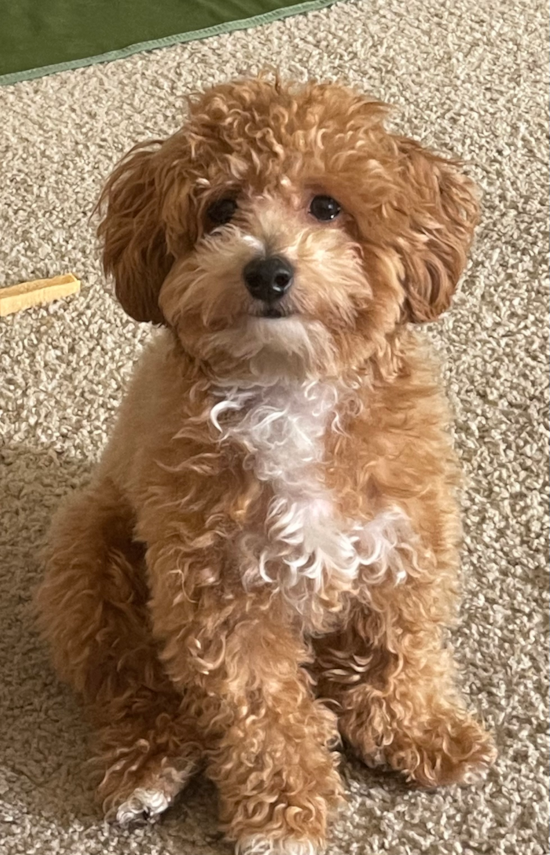 Petite Poochon Poodle Mix Pup