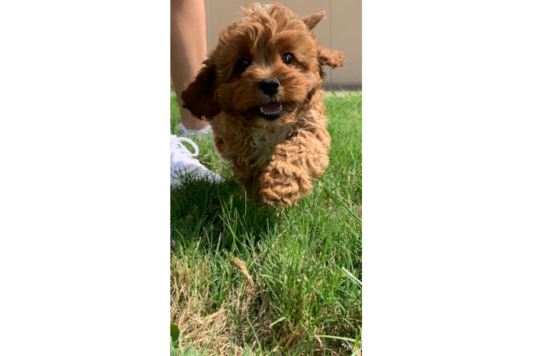 Energetic Cavoodle Poodle Mix Puppy