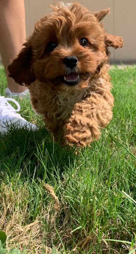 Popular Cavapoo Poodle Mix Pup