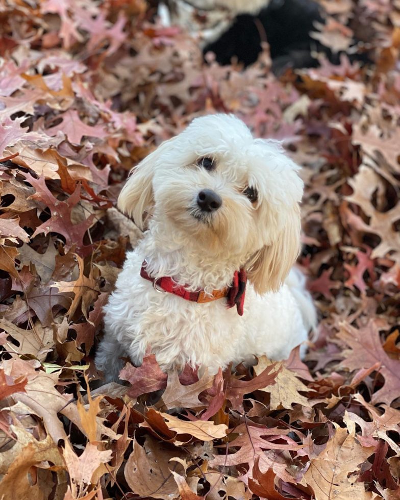 Maltipoo Being Cute