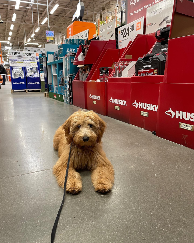 Little Golden Retriever Poodle Mix Pup