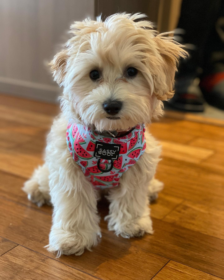 Funny Maltipoo Poodle Mix Pup