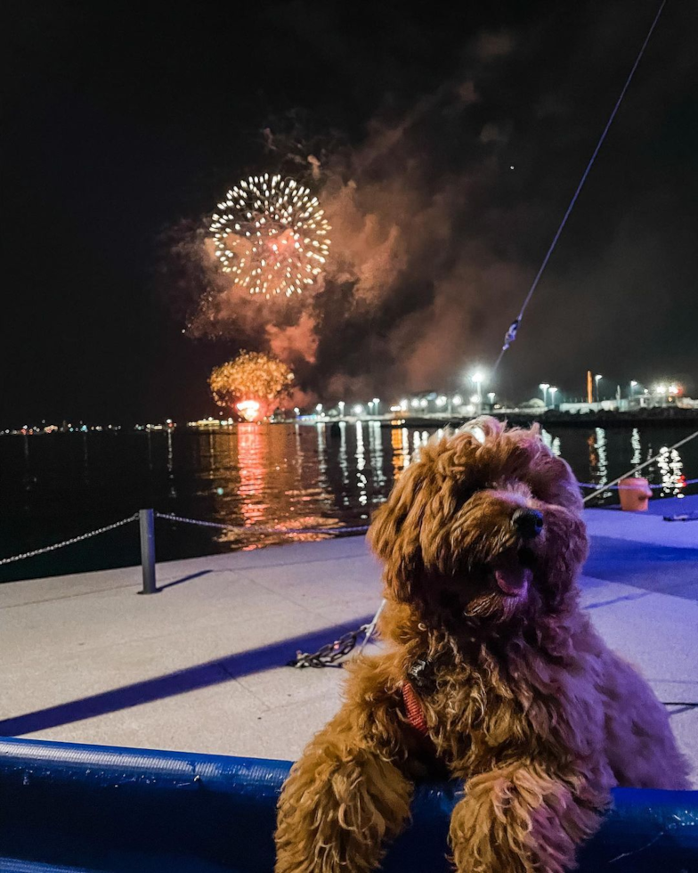 Sweet Cavapoo Pup in Chicago IL