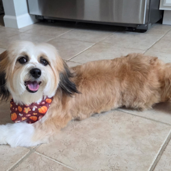 Energetic Aussie Bichon Designer Pup