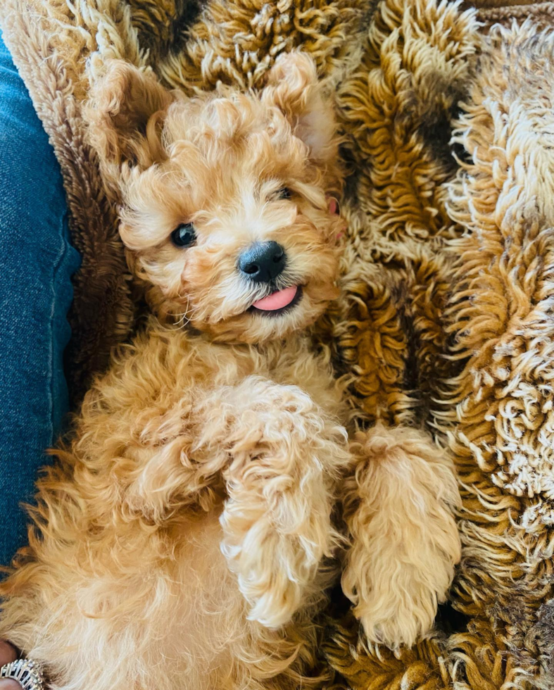 Funny Cavapoo Poodle Mix Pup