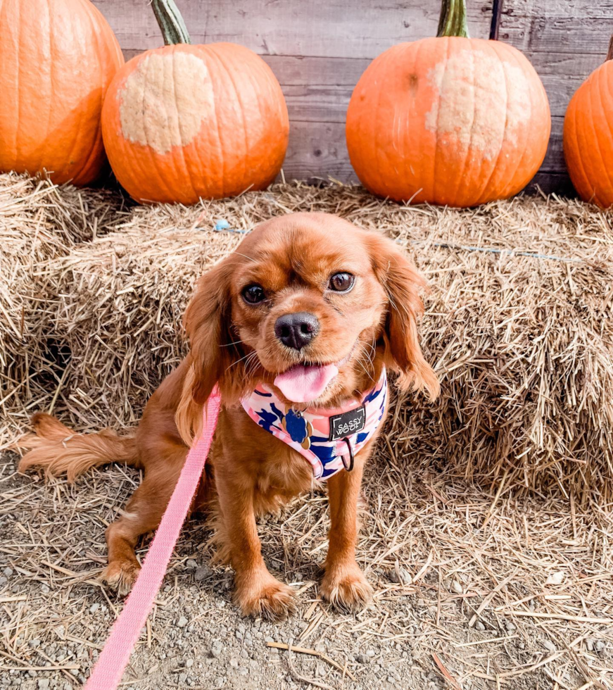 Fort Lee Cavalier King Charles Spaniel Pup