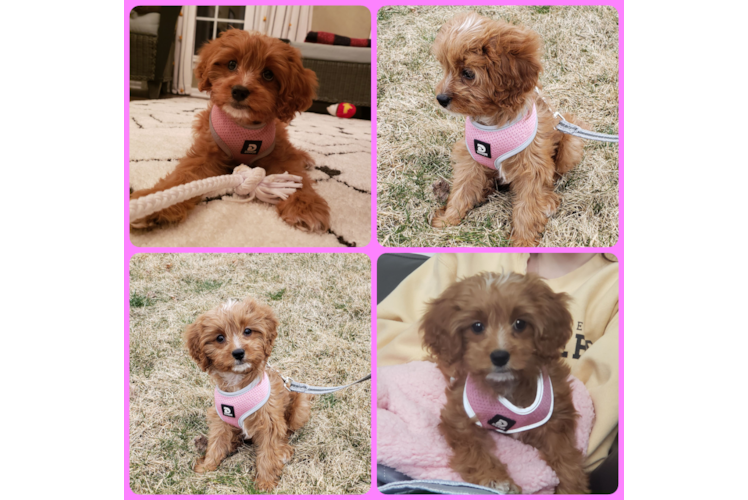 Cavapoo Pup Being Cute