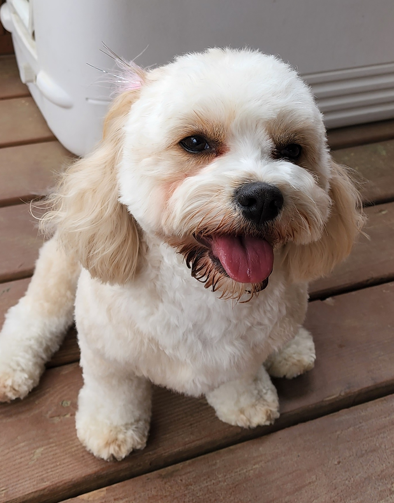 Cavachon Pup Being Cute