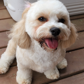 Cute Cavachon Pup in Chesapeake VA