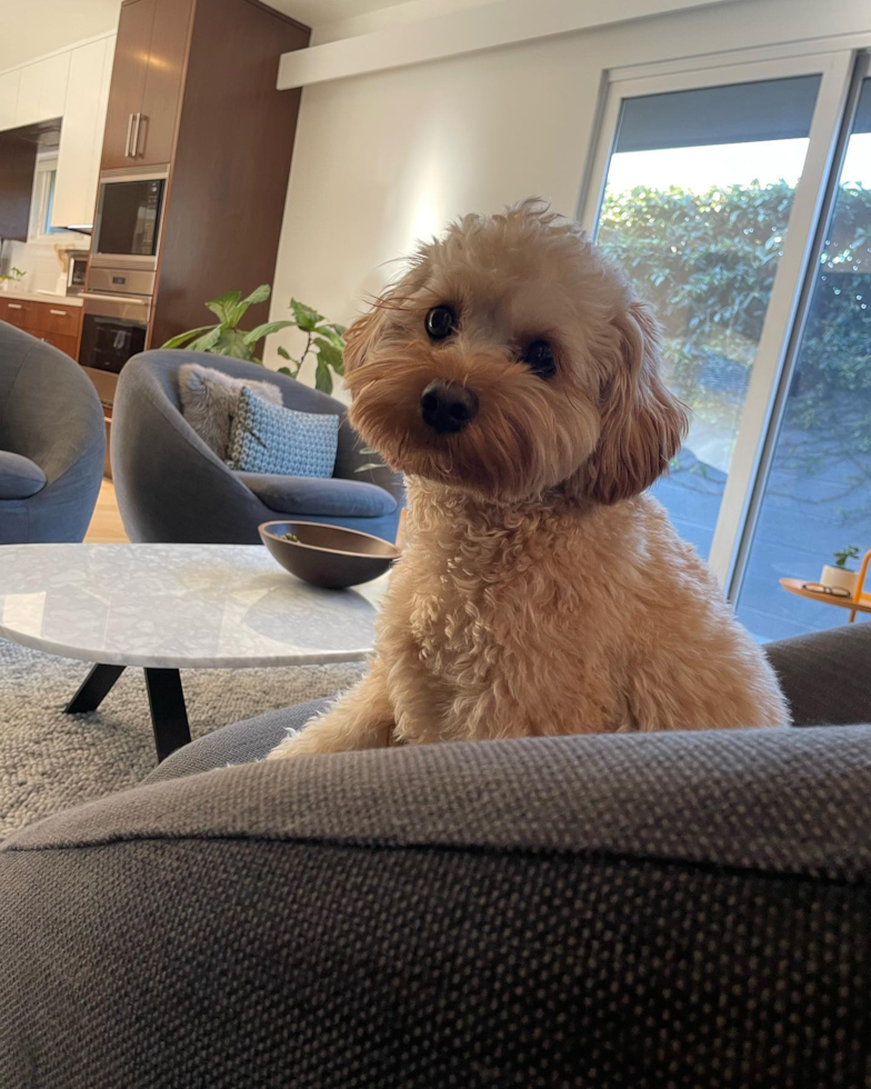 Fluffy Cavapoo Poodle Mix Pup