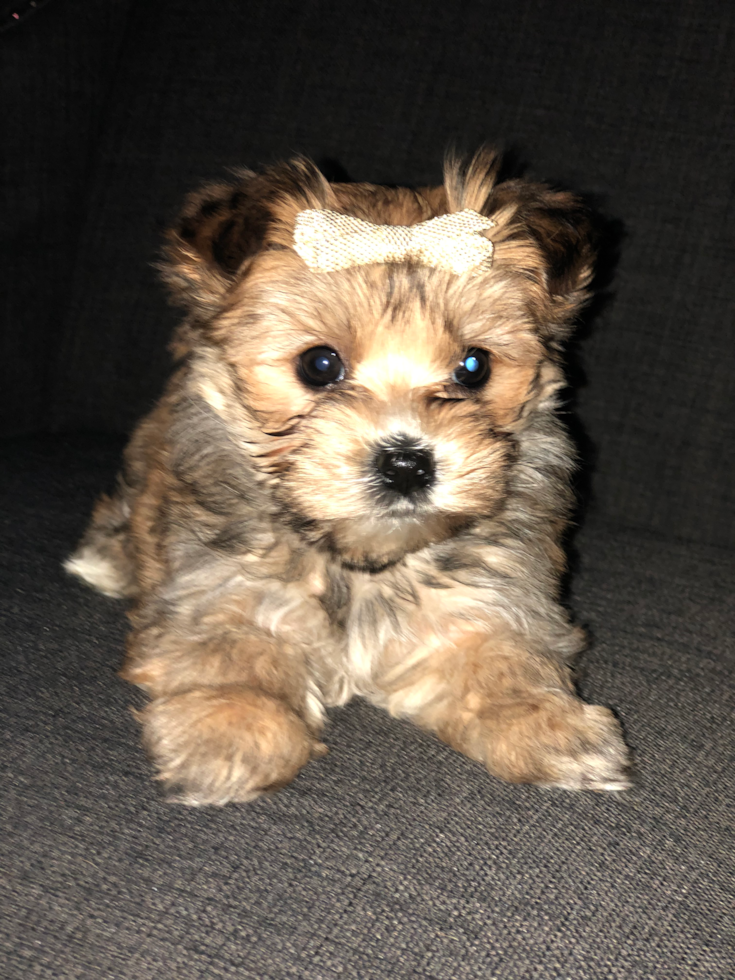 Cute Morkie Pup