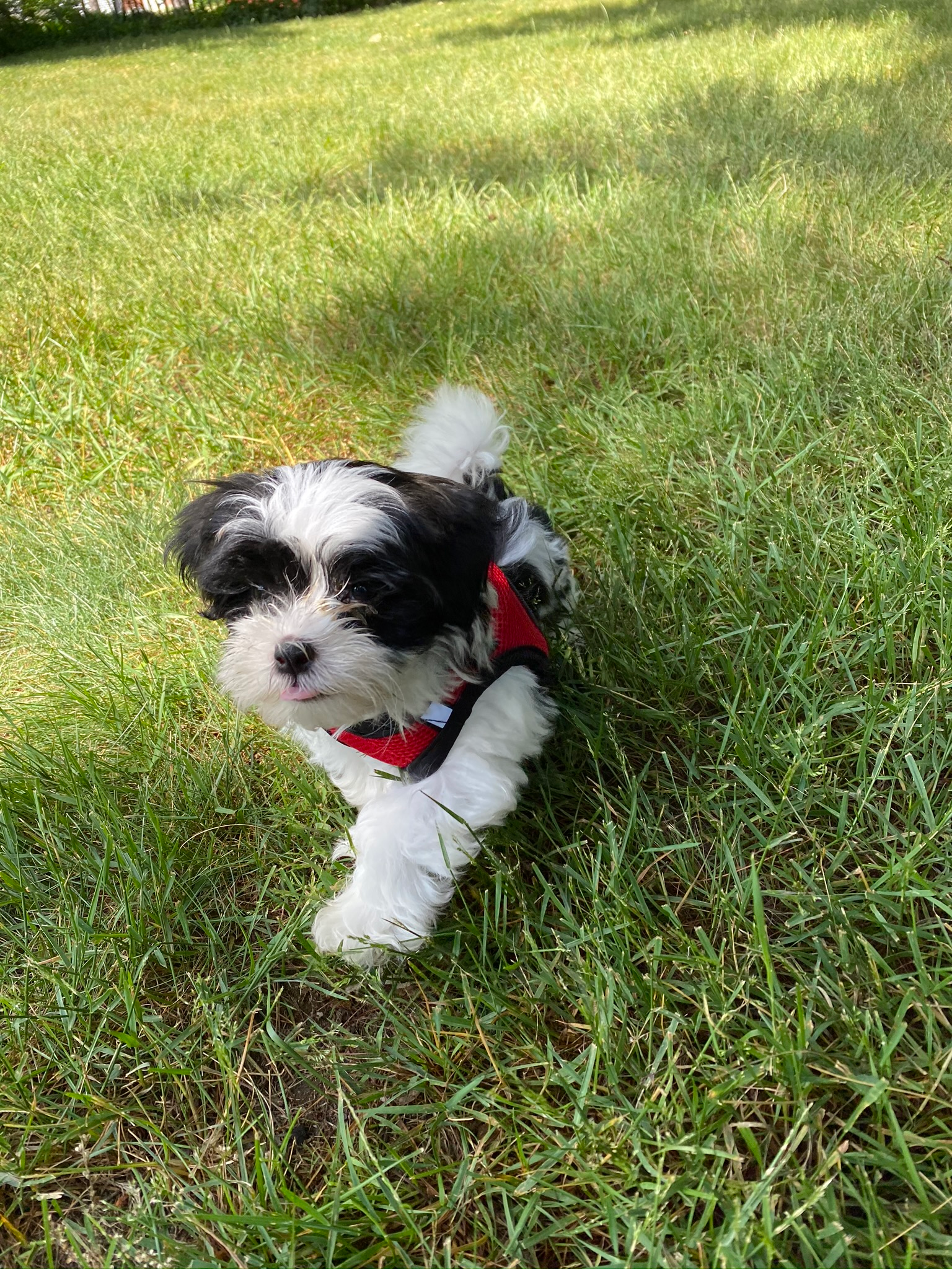 Teddy Bear Puppy for Adoption