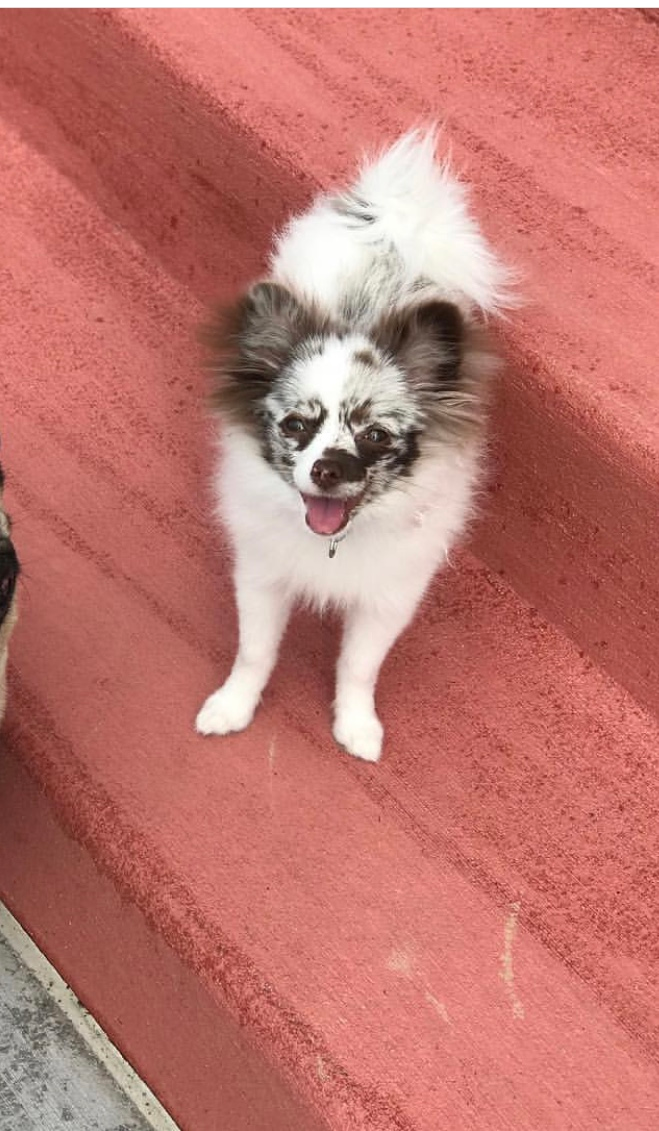 Popular Pomeranian Purebred Pup