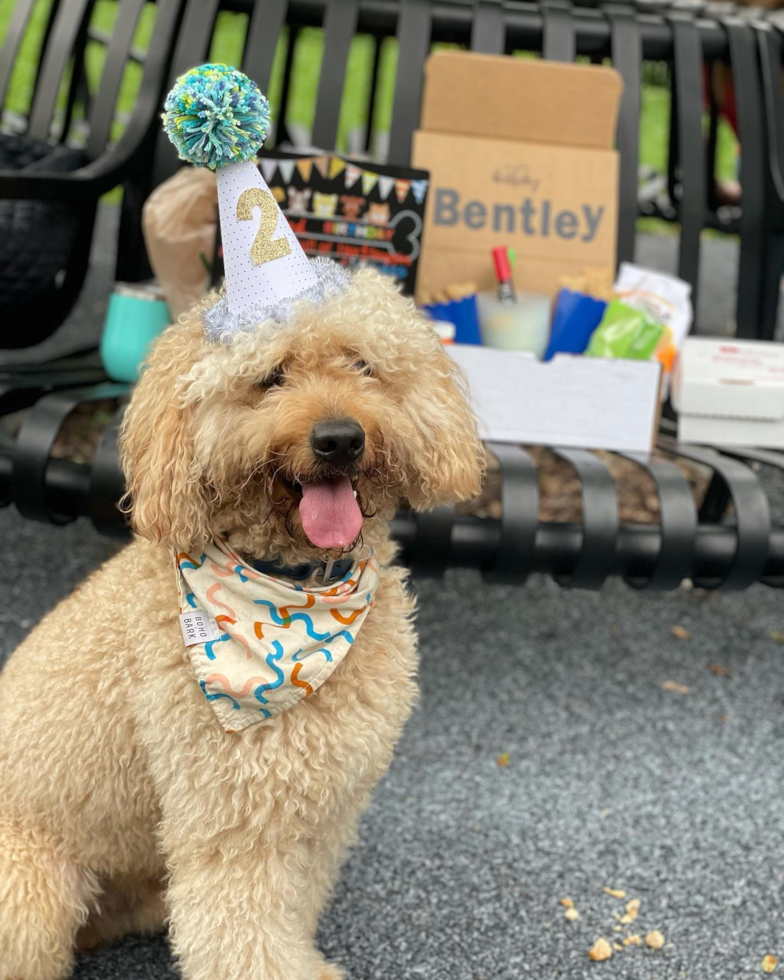 Friendly Mini Goldendoodle Pup in Coral Gables FL