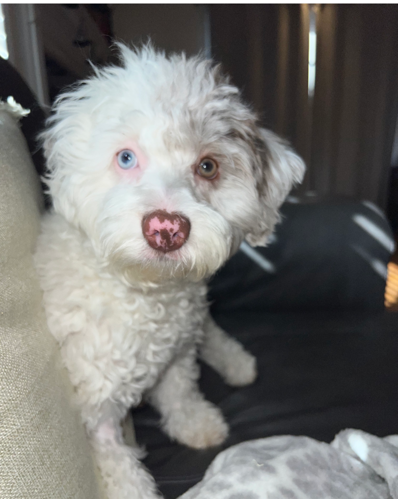 Friendly Mini Labradoodle Pup