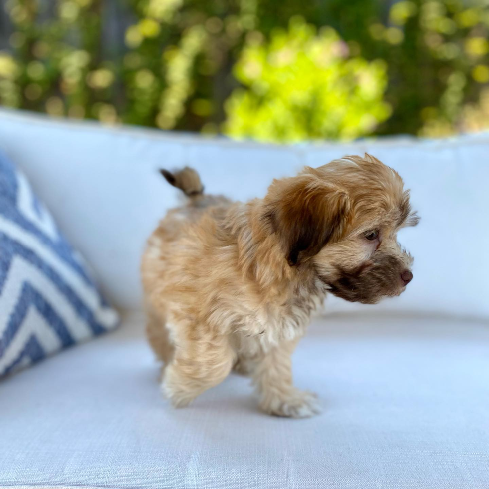 Playful Havanese Poodle Mix Pup