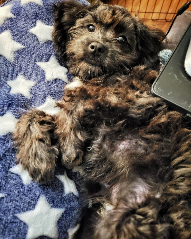 Milwaukie Cavapoo Pup