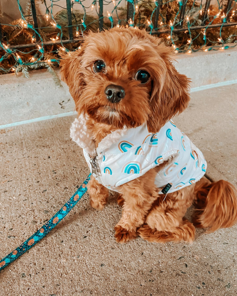 Little Cavoodle Poodle Mix Pup