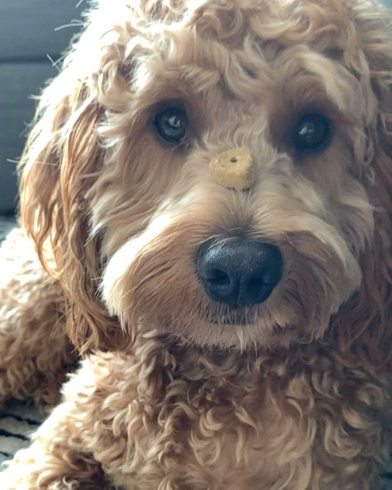 Friendly Cockapoo Pup in Frankfort IL