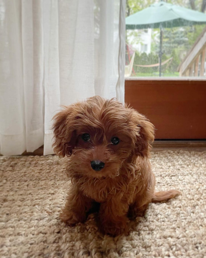 Friendly Cavapoo Pup