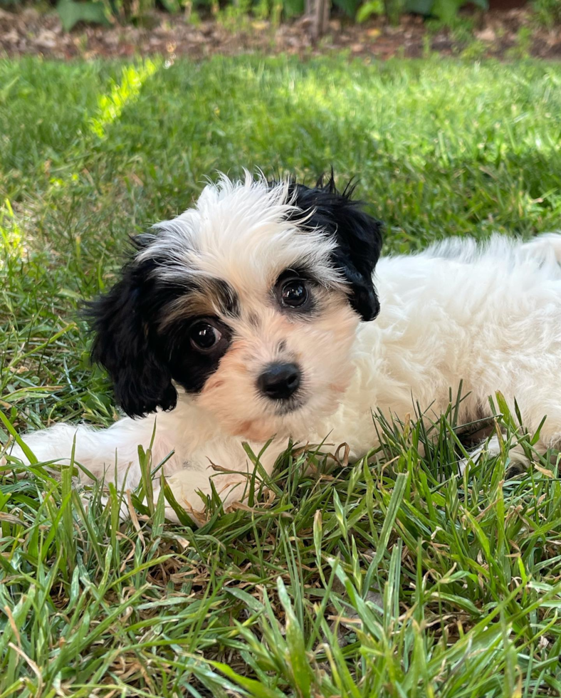 San Jose Cavachon Pup