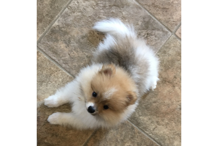 Pomeranian Puppy for Adoption