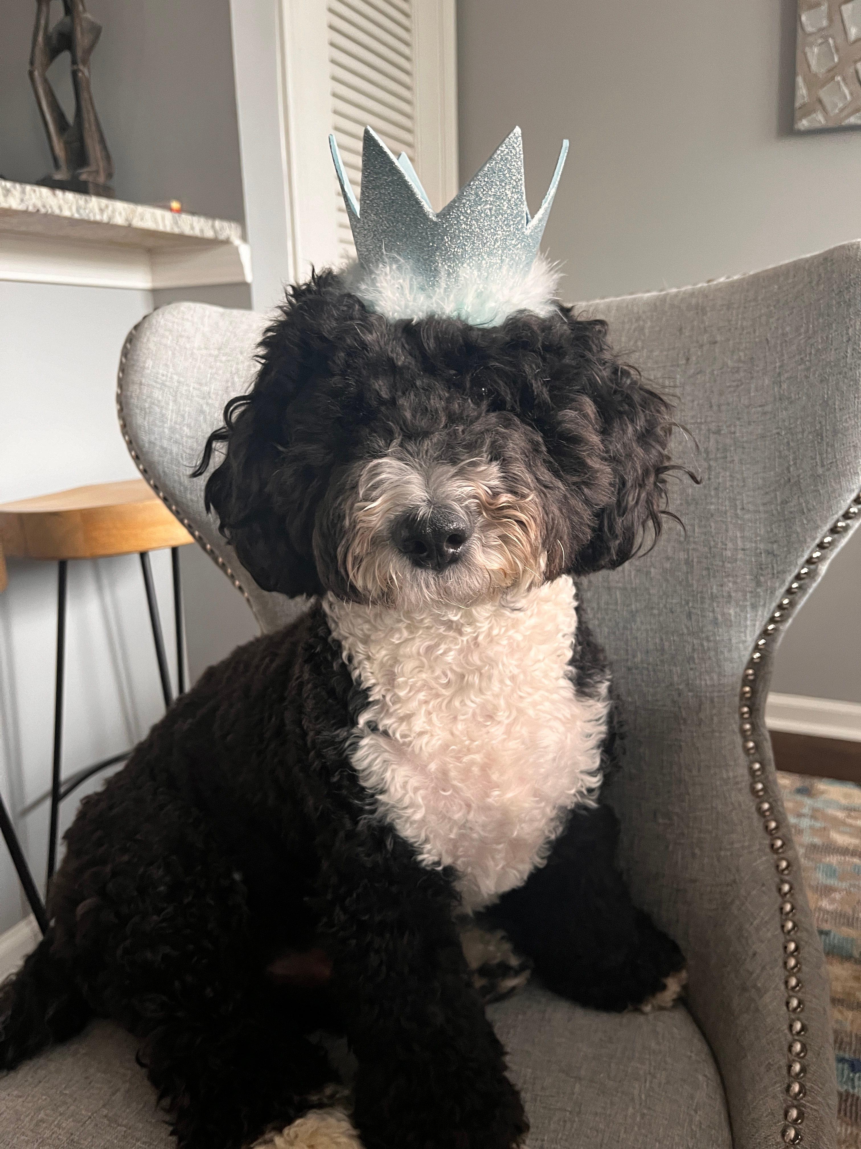 Mini Sheepadoodle Puppy for Adoption