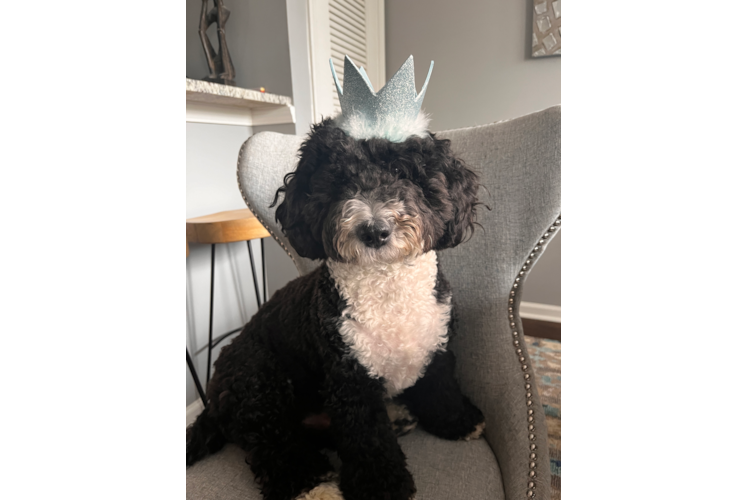 Mini Sheepadoodle Puppy for Adoption