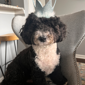 Small Mini Sheepadoodle Pup