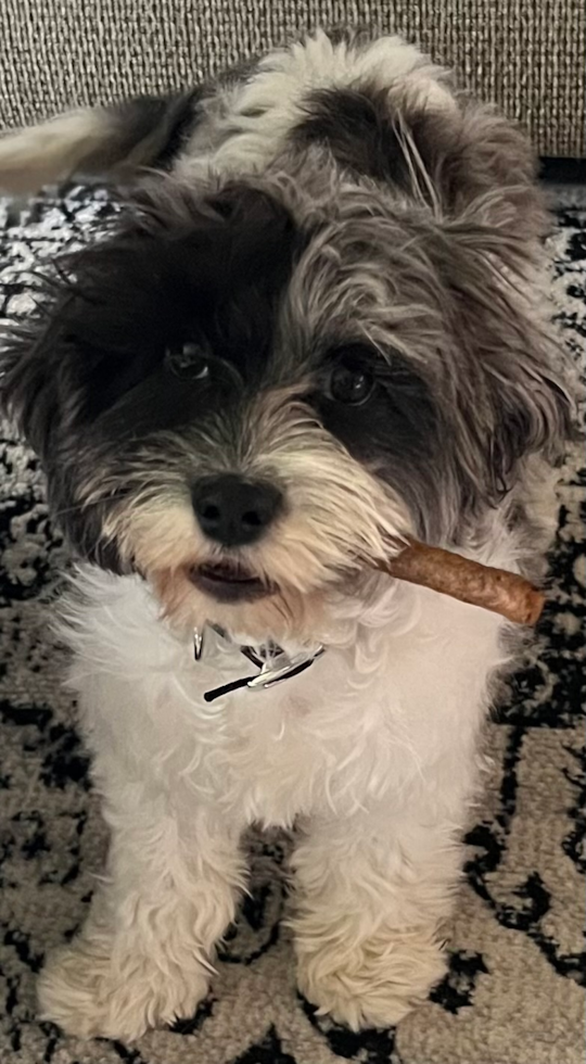 Cute Cavapoo Pup