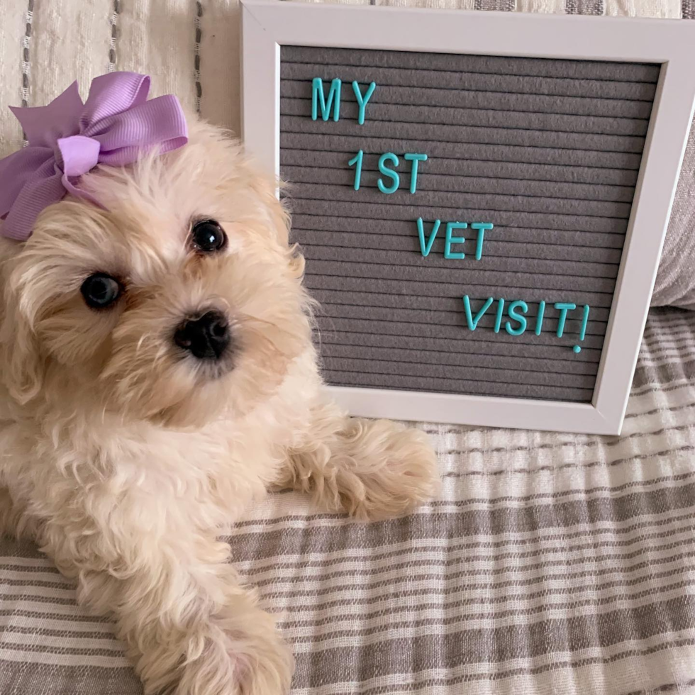 Cute Poochon Pup in Oswego IL