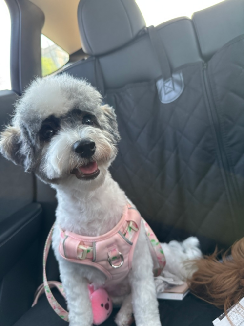 Havapoo Pup