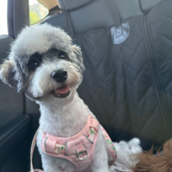 Havapoo Pup