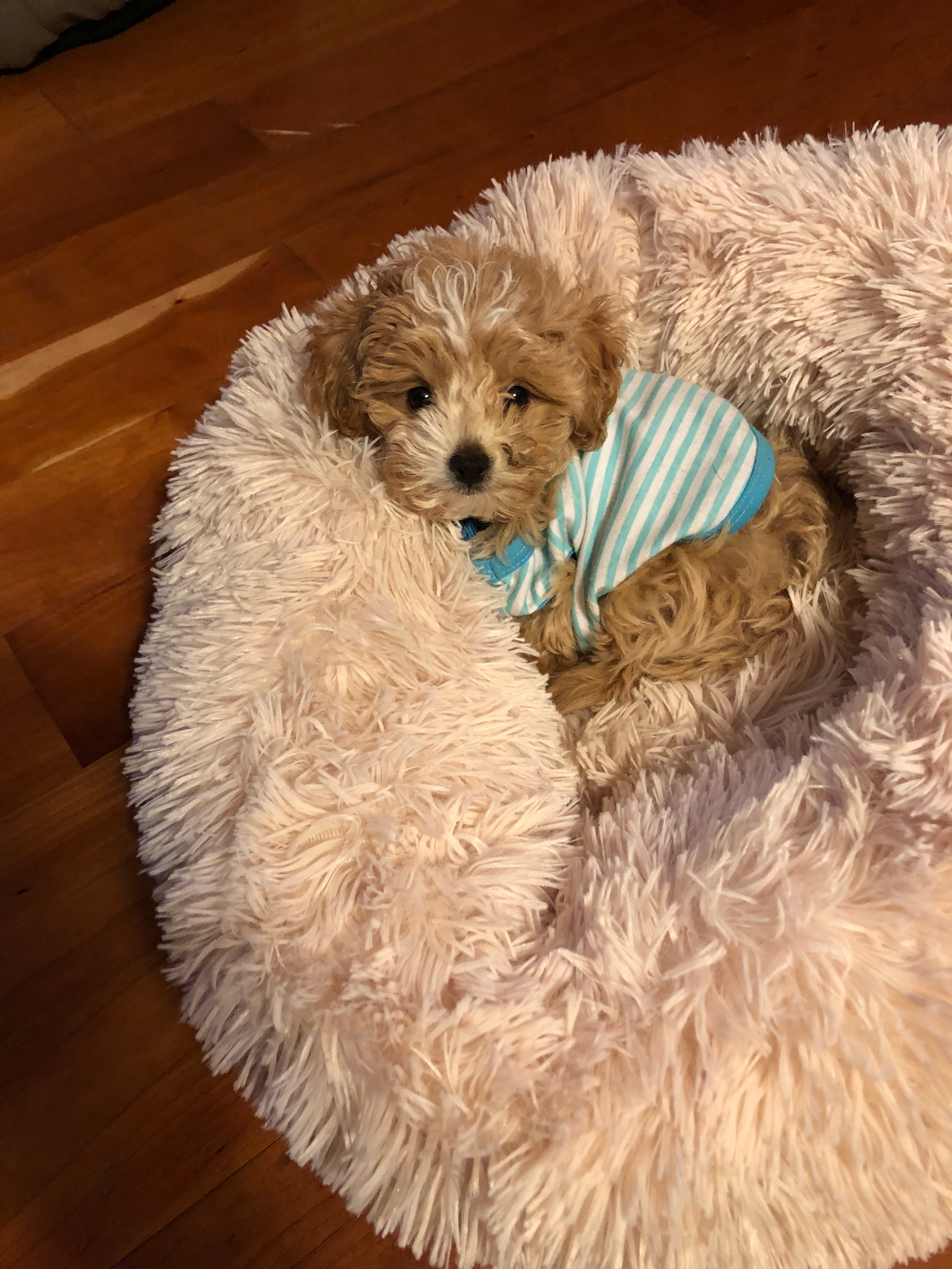 Fluffy Maltipoo Poodle Mix Pup