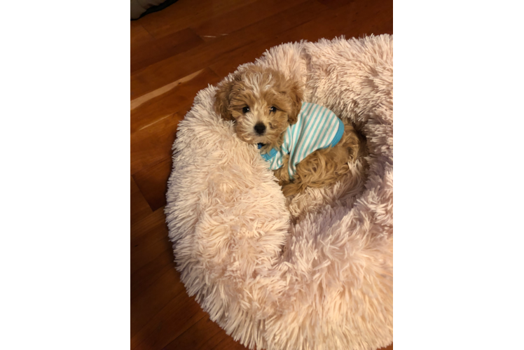 Fluffy Maltipoo Poodle Mix Pup