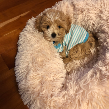 Funny Maltipoo Poodle Mix Pup