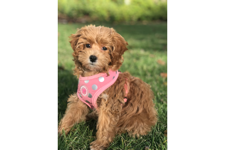 Adorable Cavoodle Poodle Mix Puppy