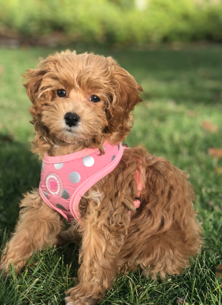 Friendly Cavapoo Pup