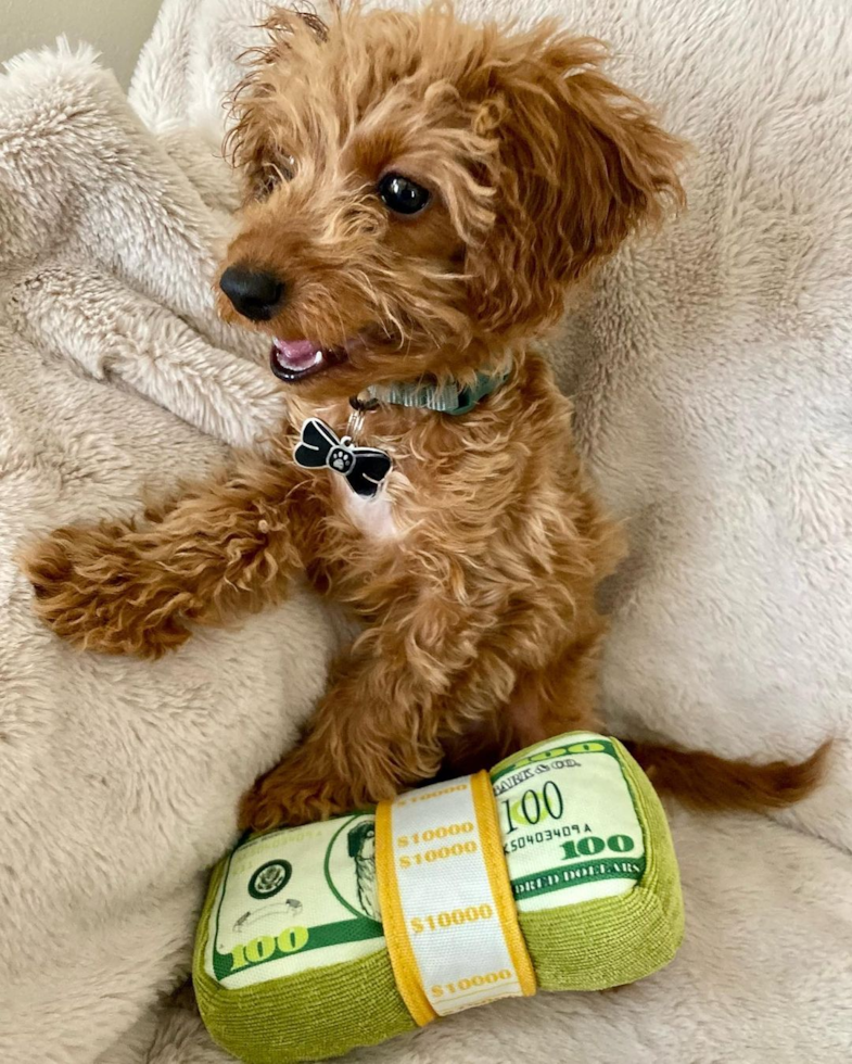 Energetic Cockerpoo Poodle Mix Pup