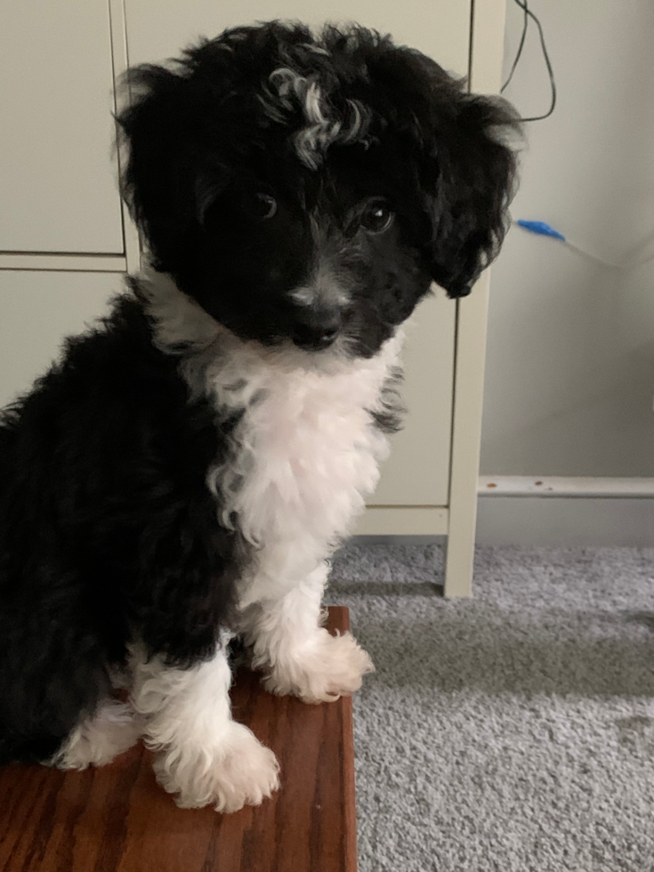 Hypoallergenic Aussiepoo Poodle Mix Pup