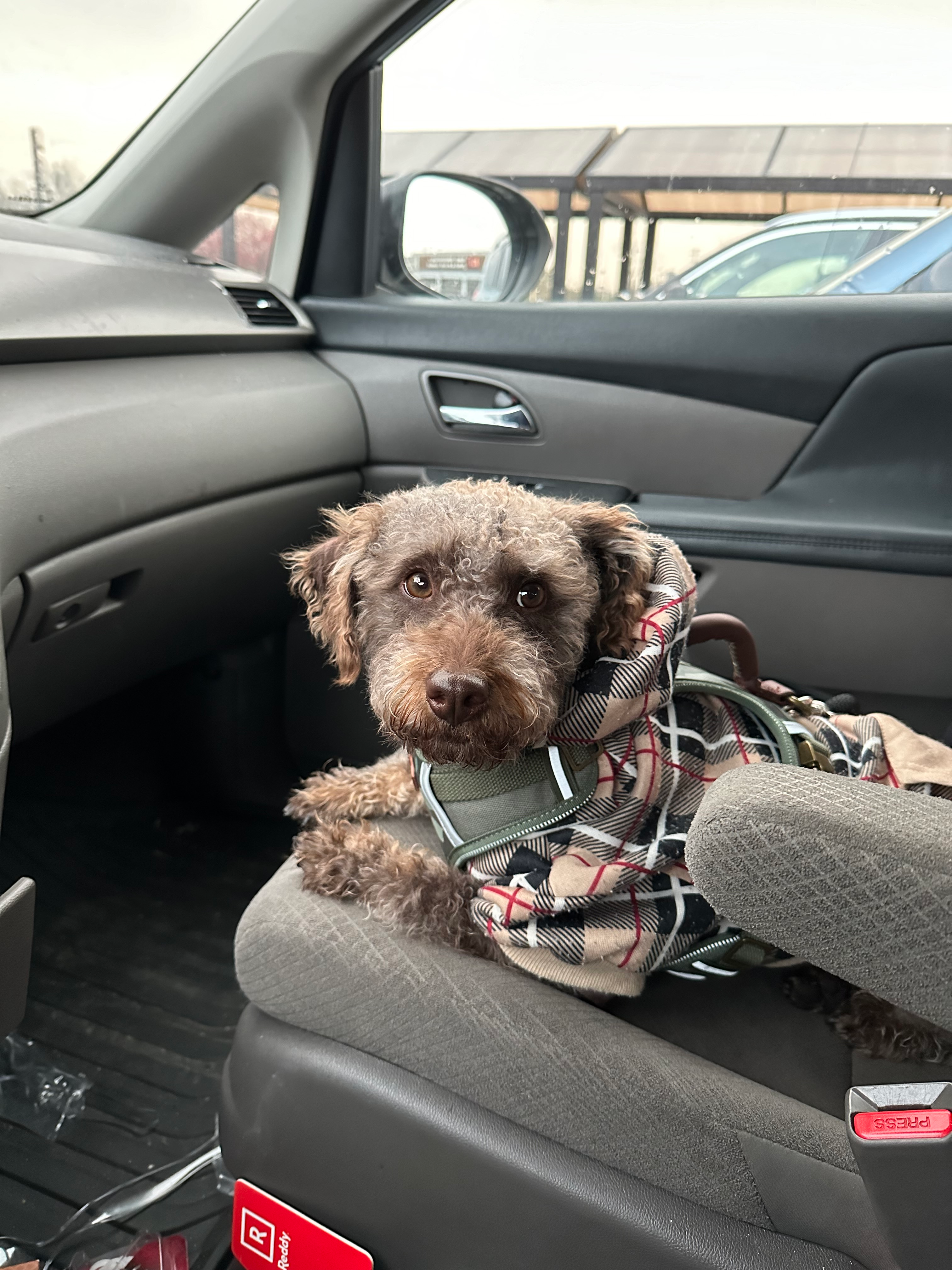 Fluffy Mini Labradoodle Poodle Mix Pup