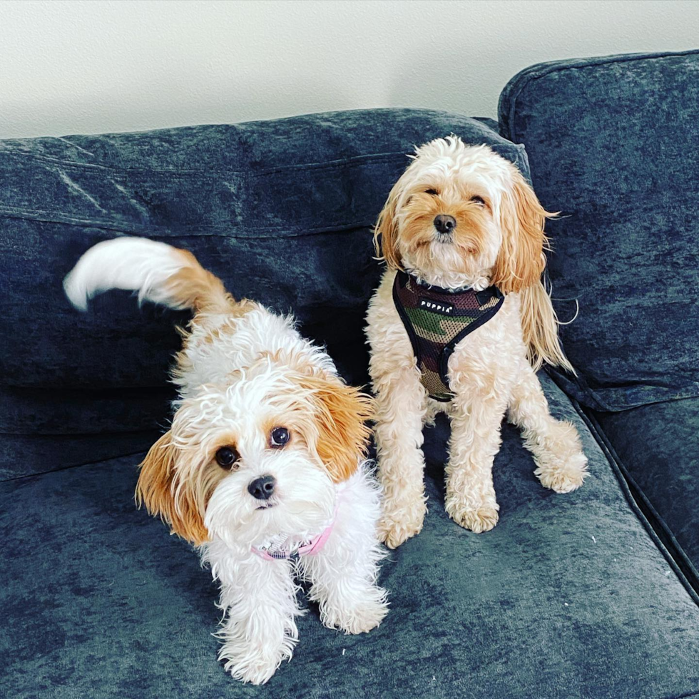 Cute Cavachon Pup in Los Angeles CA