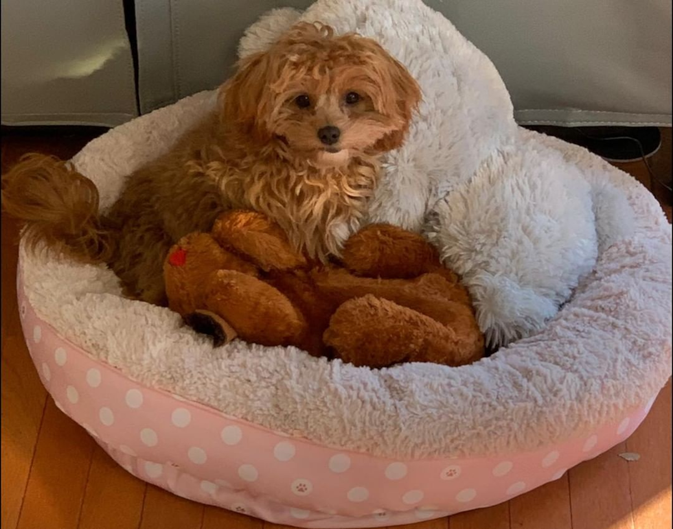 Cavapoo Being Cute