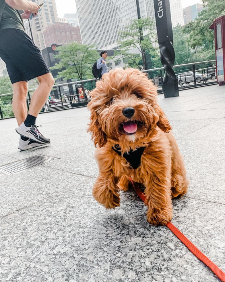 Little Cavoodle Poodle Mix Pup