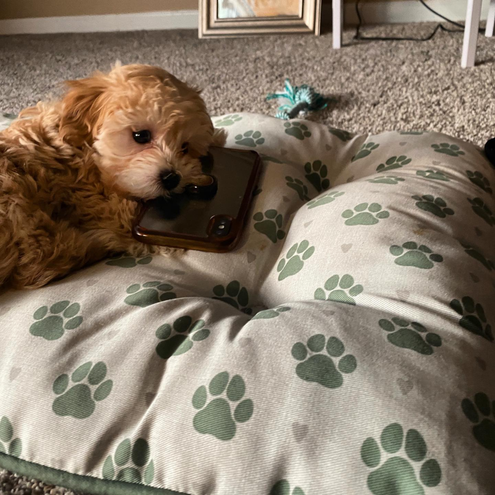 Los Angeles Maltipoo Pup