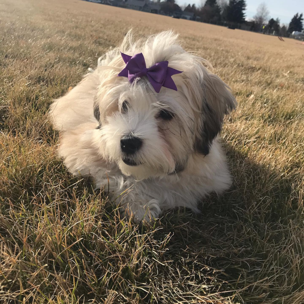 Hypoallergenic Havanese Purebred Pup