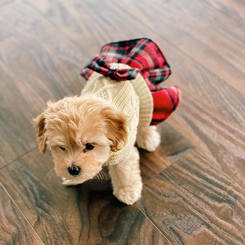 Friendly Poochon Pup in Chicago IL