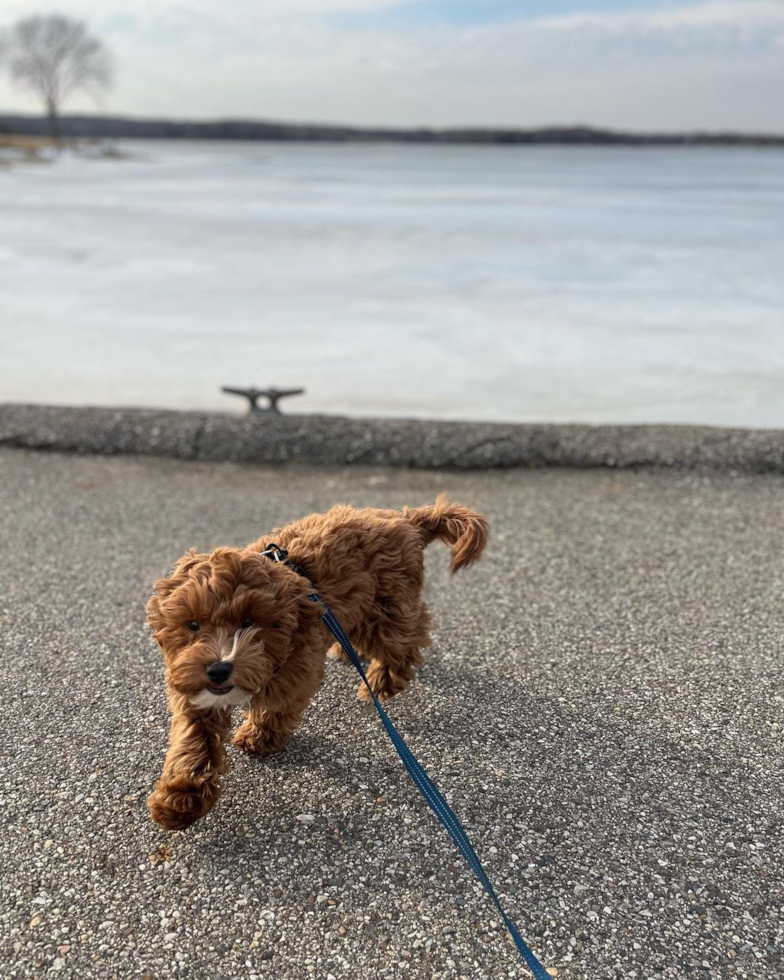 Hazel Park Cavapoo Pup