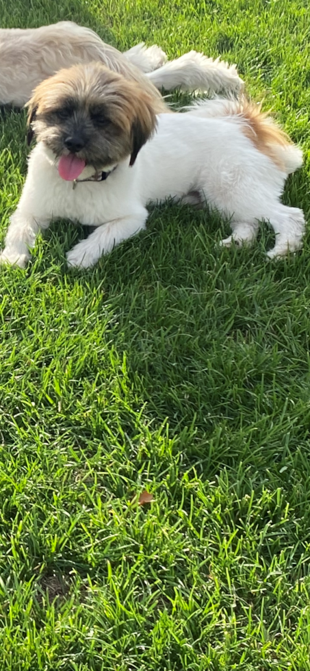 Shih Pom Being Cute